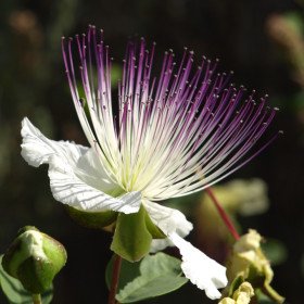 Catering, thorny caper, spinosa capparis